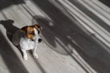 Jack Russell teriyer köpeği ahşap zeminde. Perdelerin ve vantilatörün gölgesi