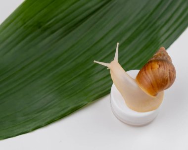 Beyaz arka planda krema kavanozundaki salyangozun yakın çekimi. Kozmetolojide kabuklu deniz hayvanı kullanımı.