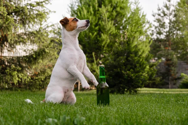 Perro sosteniendo una botella de cerveza al aire libre. — Foto de Stock