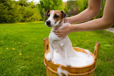 Kadın köpeği Jack Russell Terrier 'ı dışarıda tahta bir küvette yıkıyor. Ev sahibesi evcil hayvanın banyo yapmasına yardım eder..