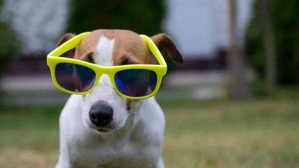 Jack Russell terrier cane in occhiali da sole su erba verde. Concetto vacanza estiva. — Foto Stock