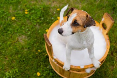 Köpek dışarıda ahşap bir küvette yıkanır. Jack Russell Terrier arka bahçede köpük banyosu yapıyor.