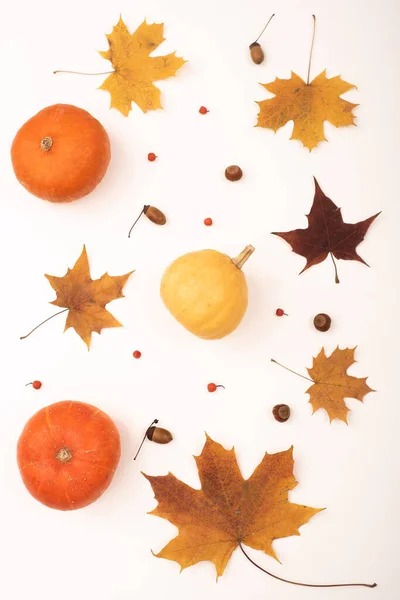 Осенняя квартира лежала. Кленовые листья, тыквы и желуди на белом фоне — стоковое фото