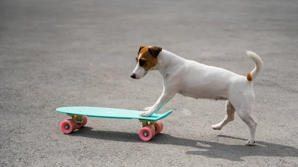 Jack Russell teriér pes jezdí penny palubě venku — Stock fotografie