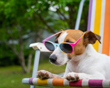 Jack Russell güneş gözlüklü teriyer köpeği dinleniyor. Yaz tatili kavramı.