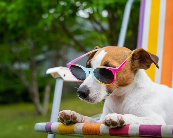 Jack Russell güneş gözlüklü teriyer köpeği dinleniyor. Yaz tatili kavramı.