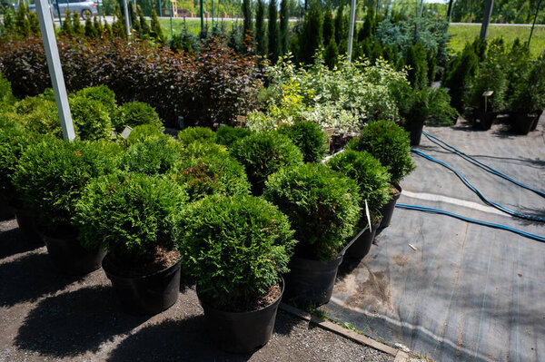 A row of pots with sprouts of coniferous trees. Agricultural store