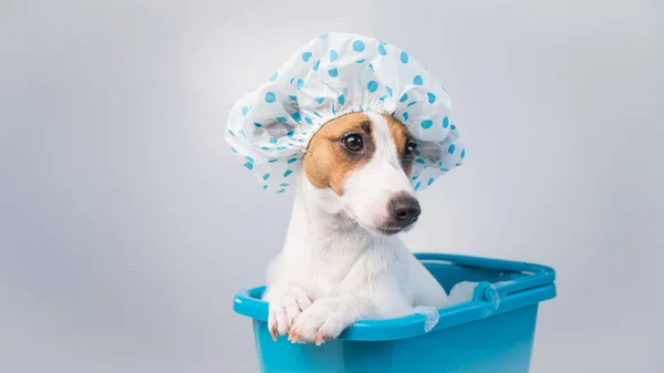 Engraçado amigável cão jack russell terrier toma um banho com espuma em uma touca de banho em um fundo branco. Espaço de cópia — Fotografia de Stock