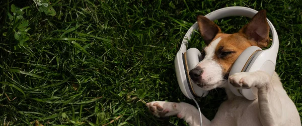 Собака Джек Рассел терьер лежит на зеленой лужайке и слушает музыку в наушниках. — стоковое фото