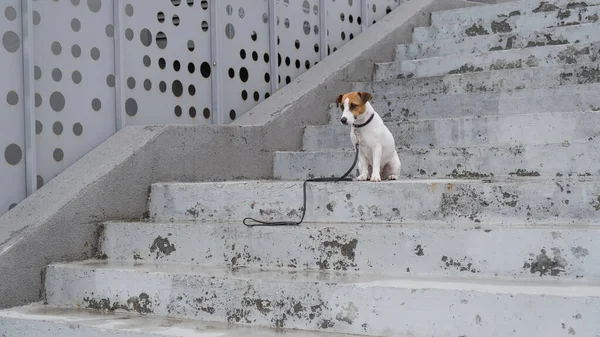 Печально напуганный потерянный собачий терьер Джек Рассел сидит на лестнице один на улице — стоковое фото