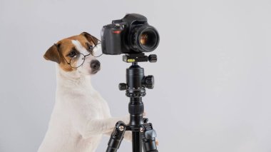 Gözlüklü köpek Jack Russell Terrier beyaz arka planda bir tripodun üzerinde fotoğraf çekiyor.
