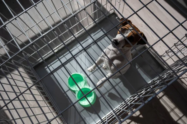 Cão triste Jack Russell Terrier senta-se em uma gaiola e espera por comida em uma tigela vazia. Vista de cima — Fotografia de Stock