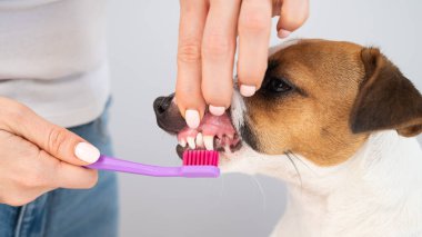 Beyaz arka planda köpeği Jack Russell teriyer dişlerini fırçalayan kadın..