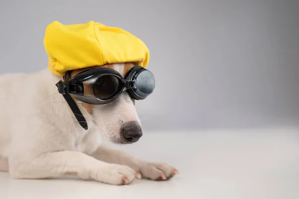 Portrait de Jack Russell terrier chien en lunettes de plongée et bonnet de piscine sur fond blanc. — Photo