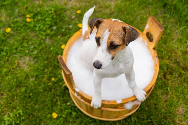 Köpek dışarıda ahşap bir küvette yıkanır. Jack Russell Terrier arka bahçede köpük banyosu yapıyor.