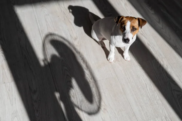 Jack Russell Perro terrier en el suelo de madera. Sombra de persianas y ventilador — Foto de Stock