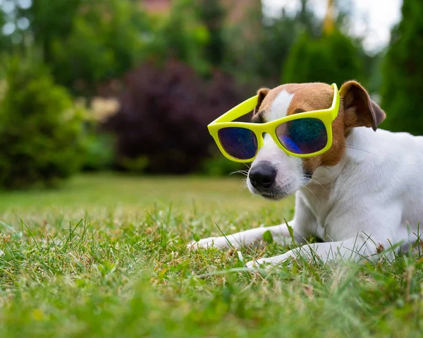 Jack Russell terrier cane in occhiali da sole su erba verde. Concetto vacanza estiva. — Foto Stock