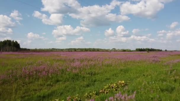 Tournage d'un drone vers les champs de thé ivan en fleurs. — Video