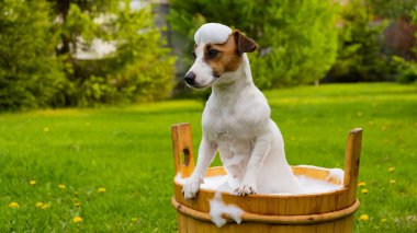 Köpek dışarıda ahşap bir küvette yıkanır. Jack Russell Terrier arka bahçede köpük banyosu yapıyor.