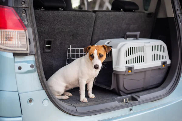 Jack russell terrier dog sits in a travel box in the trunk of a car. Traveling with a pet