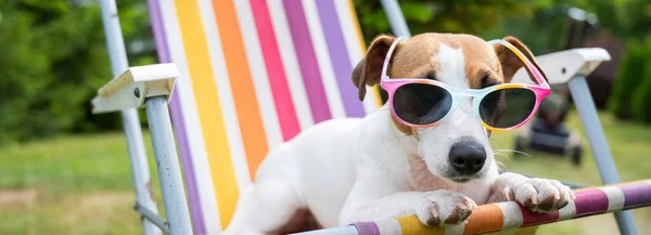 Jack Russell Terrier Dog con gli occhiali da sole sta riposando su un lettino. Concetto vacanza estiva. — Foto Stock