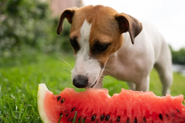 Jack russell terrier dog eating watermelon on the green lawn — Stock Photo, Image