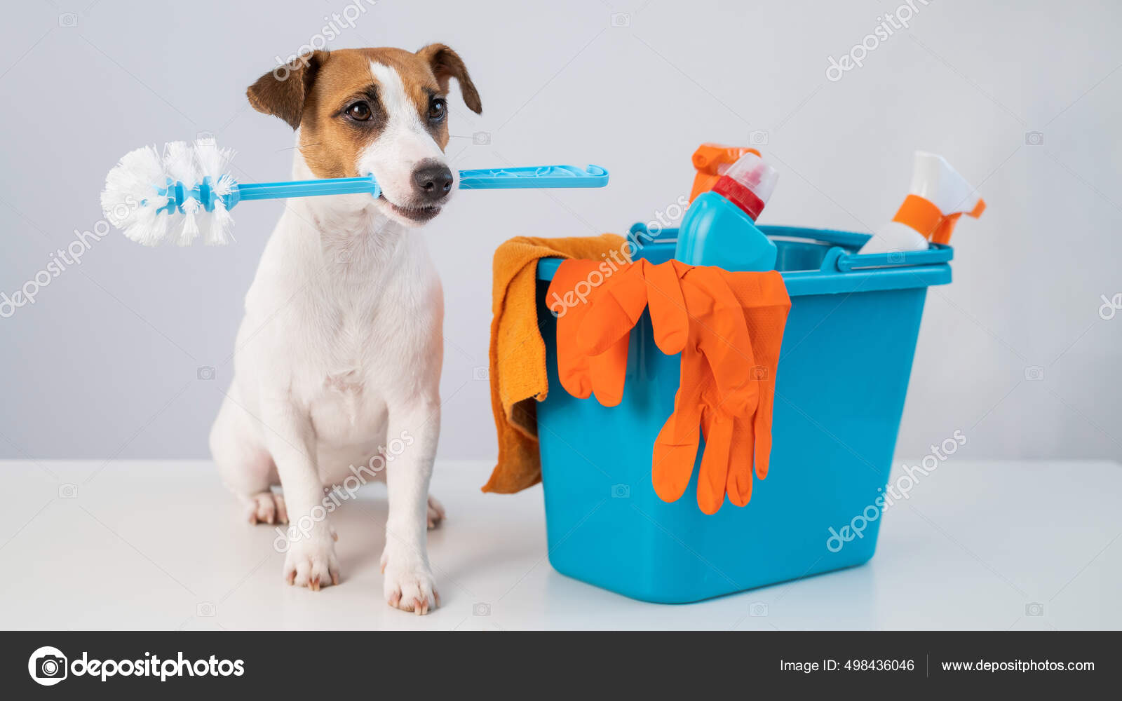Cleaning products in a bucket and a dog holding a toilet brush on a white background. Stock Photo inside studio 498436046