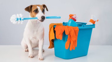 Kovadaki temizlik ürünleri ve beyaz arka planda tuvalet fırçası tutan bir köpek..