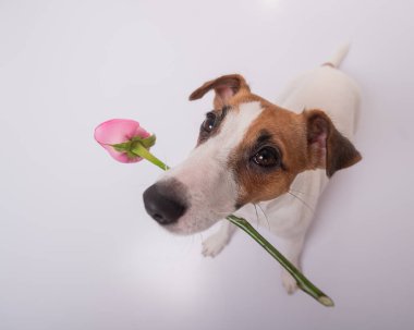 Beyaz arka planda ağzında pembe bir gül olan komik bir köpeğin üst görüntüsü. Geniş açı.