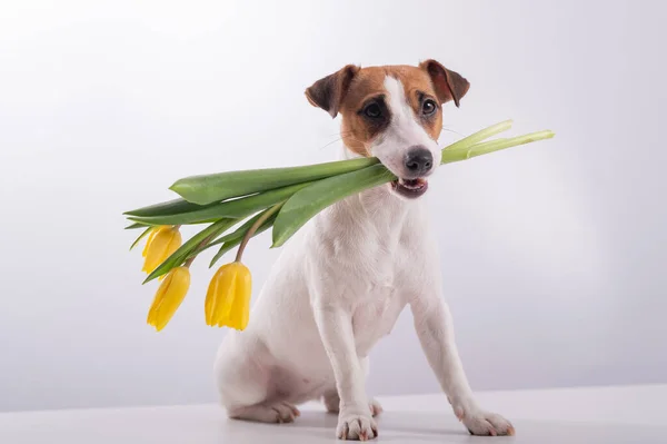 Retrato de um valete russell terrier em um buquê de tulipas amarelas em sua boca em um fundo branco. Cão parabeniza com Dia Internacional da Mulher — Fotografia de Stock