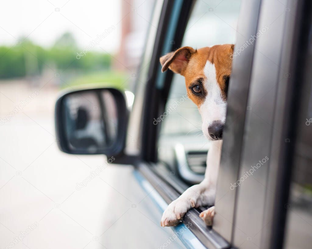 Jack russell terrier dog looks out of the car window. Traveling with a pet