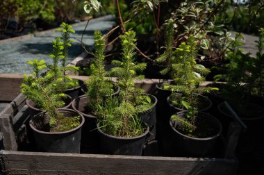 Kozalaklı ağaçların filizlendiği bir sıra çömlek. Tarım mağazası