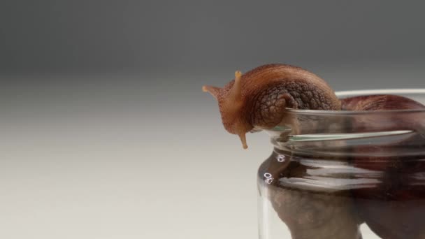 Primer plano de un caracol arrastrándose sobre un frasco de vidrio vacío sobre un fondo blanco. El uso de mariscos en cosmetología. — Vídeo de stock