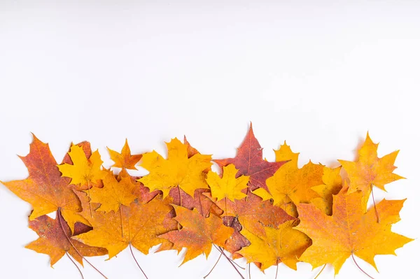 Fallen maple leaves on a white background with blank space. Autumn flat lay — Stock Photo, Image