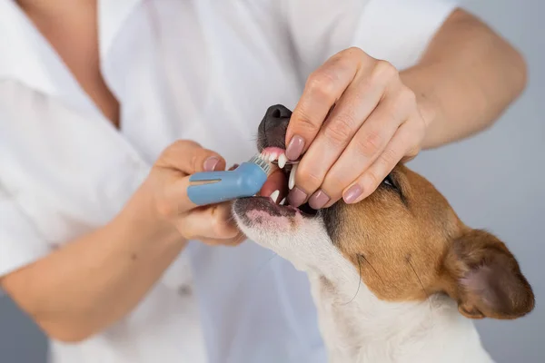 Női állatorvos mossa a fogát a kutya Jack Russell terrier egy speciális ecset teszi az ujjára. — Stock Fotó