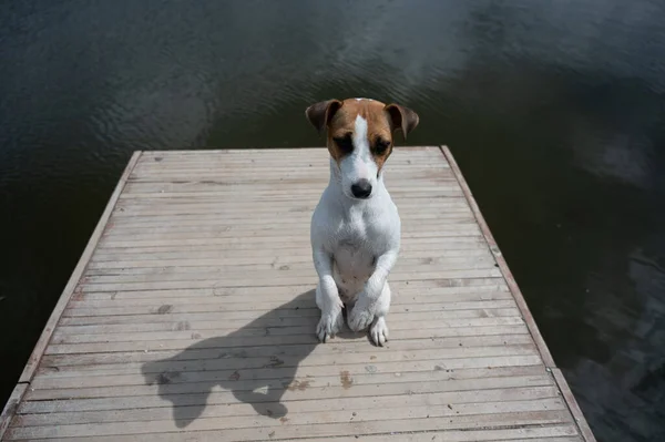 Smutny pies Jack Russell Terrier siedzi sam na molo nad jeziorem. — Zdjęcie stockowe