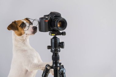 Gözlüklü köpek Jack Russell Terrier beyaz arka planda bir tripodun üzerinde fotoğraf çekiyor.