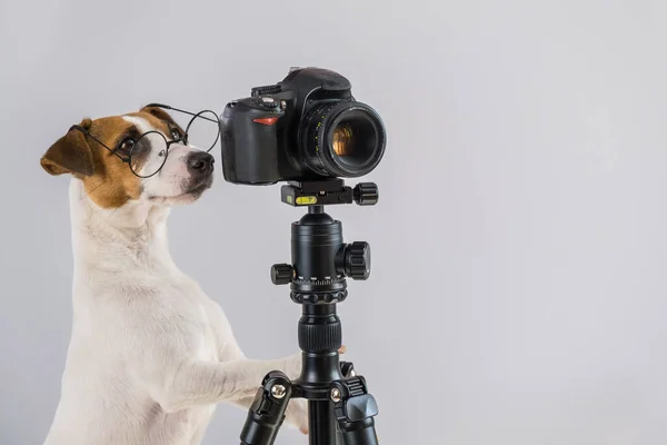 Dog jack Russell terrier w okularach robi zdjęcia na aparacie na statywie na białym tle — Zdjęcie stockowe