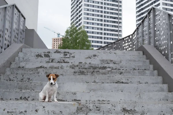 Λυπηρό φοβισμένο χαμένο σκυλί Jack Russell τεριέ κάθεται στις σκάλες και μόνο σε εξωτερικούς χώρους — Φωτογραφία Αρχείου