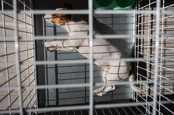 O cão triste Jack Russell Terrier jaz em uma jaula. Vista de cima — Fotografia de Stock
