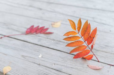 Tahtada kırmızı rowan yaprağı.