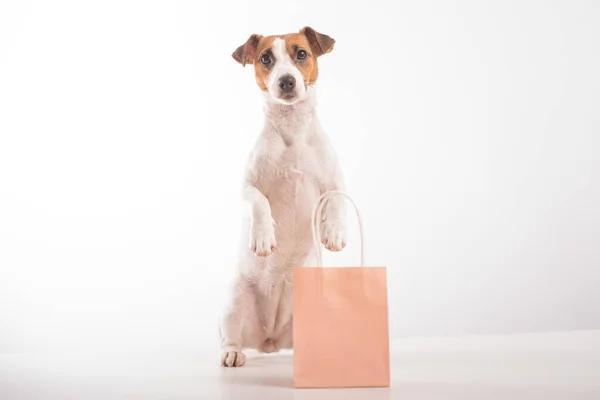 Retrato de gato perro russell terrier sosteniendo una bolsa de papel rosa en la boca sobre un fondo blanco. Copiar espacio. — Foto de Stock