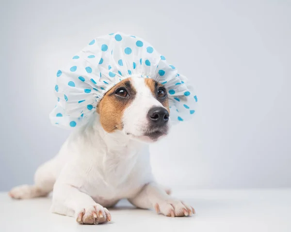 Engraçado amigável cão jack russell terrier toma um banho com espuma em uma touca de banho em um fundo branco. Espaço de cópia — Fotografia de Stock