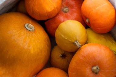 Cadılar Bayramı için birkaç olgun balkabağı. Sonbahar hasadı.