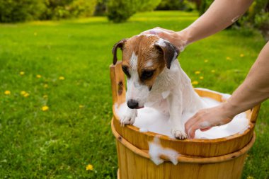 Kadın köpeği Jack Russell Terrier 'ı dışarıda tahta bir küvette yıkıyor. Ev sahibesi evcil hayvanın banyo yapmasına yardım eder..