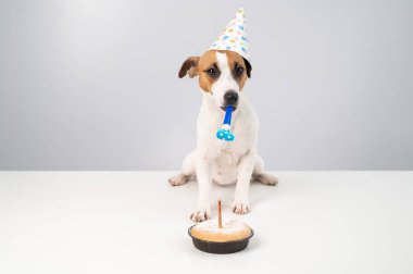 Komik köpek Jack Russell Terrier doğum günü şapkası takmış elinde beyaz bir arka planda düdük tutuyordu. Yavru köpek, Candle Pie 'ın önündeki masaya oturur.