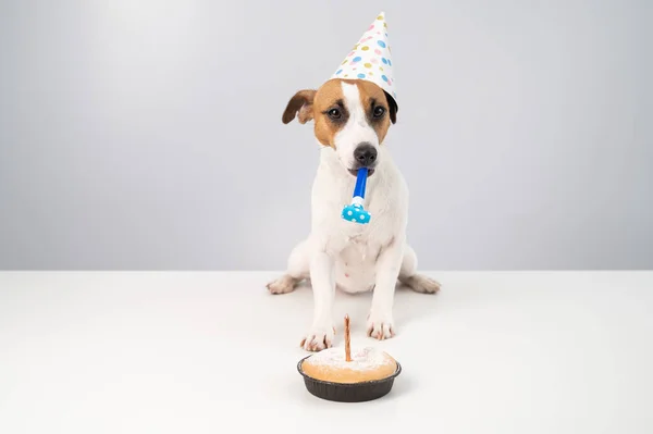 Divertido perro Jack Russell Terrier vestido con una gorra de cumpleaños sosteniendo un silbato sobre un fondo blanco. El cachorro se sienta a la mesa frente al Candle Pie —  Fotos de Stock