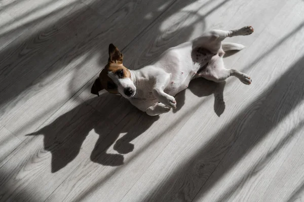 Jack Russell, pies terier na drewnianej podłodze. Cień od rolet i wentylatora — Zdjęcie stockowe