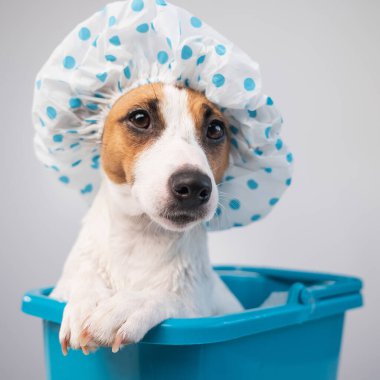 Komik dost canlısı köpek Jack Russell Terrier beyaz bir arka planda duş bonesiyle banyo yapıyor. Boşluğu kopyala
