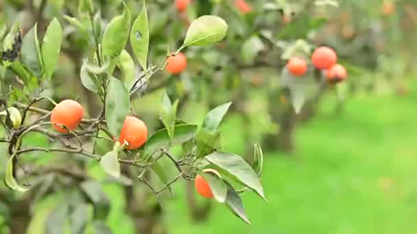 Garten mit reifen Mandarinen. — Stockvideo